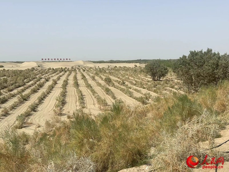 麥蓋提縣百萬畝防風(fēng)固沙生態(tài)林建設(shè)工程。人民網(wǎng)記者 常雪梅攝