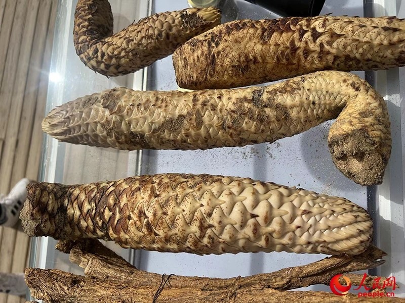 林下經(jīng)濟(jì)作物肉蓯蓉。人民網(wǎng)記者 常雪梅攝