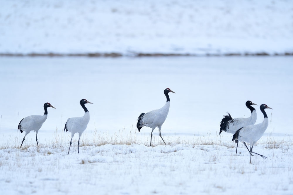 2021年10月21日在三江源國(guó)家公園黃河源園區(qū)內(nèi)拍攝的黑頸鶴。新華社記者 張龍 攝