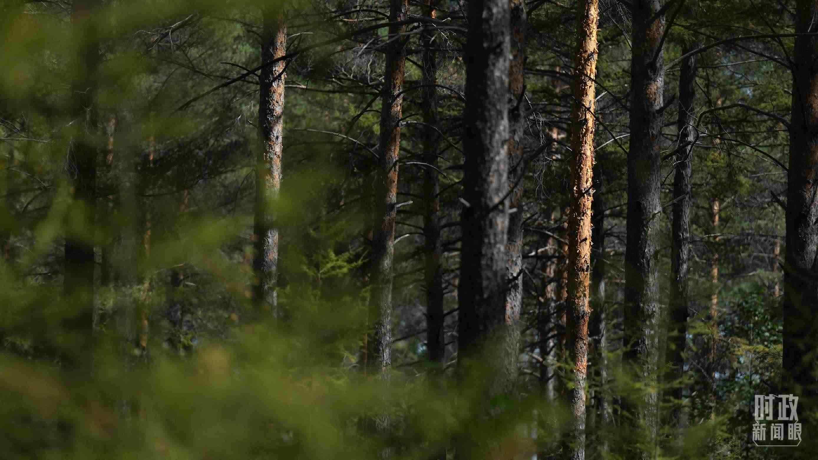 △漠河林場(chǎng)有天然林3.54萬(wàn)公頃、蓄積量325.3萬(wàn)立方米。（總臺(tái)國(guó)廣記者李晉拍攝）