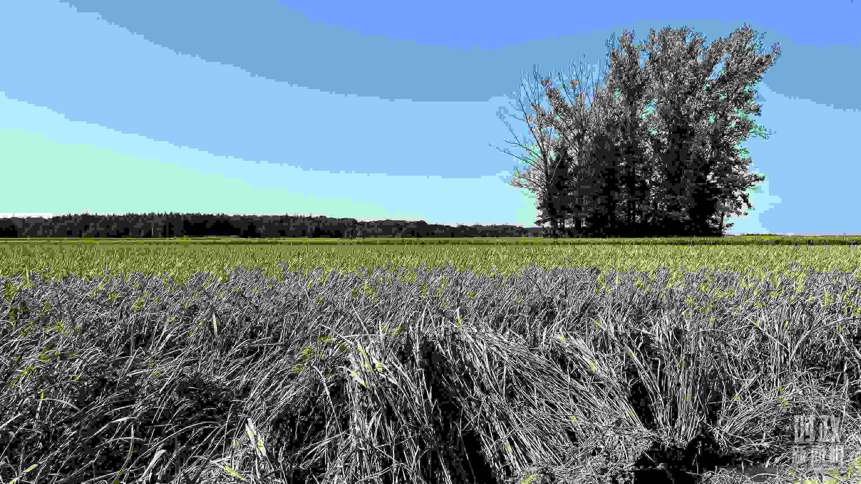 △龍王廟村遭受洪澇災(zāi)害的農(nóng)田。（總臺(tái)央視記者邢彬拍攝）