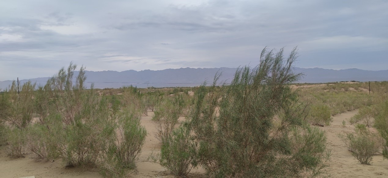 曾經(jīng)的荒漠現(xiàn)已被大面積梭梭林覆蓋。張璐璐 攝