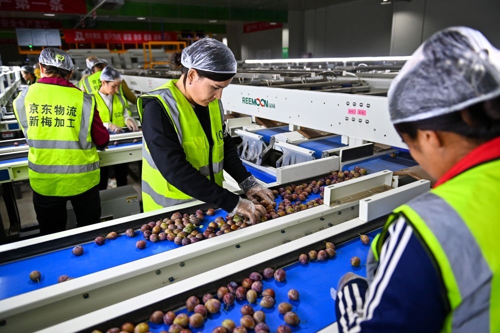 在新疆伽師縣粵伽新梅產(chǎn)業(yè)園內(nèi)的京東物流新疆智能供應(yīng)鏈中心，員工在智能分揀線檢查分選好的新梅（2023年8月30日攝）。新華社記者 丁磊 攝