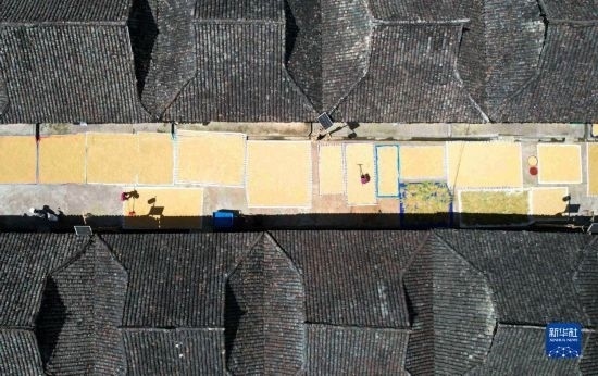 9月16日，在貴州省黔東南苗族侗族自治州從江縣加勉鄉(xiāng)污扣村，村民在晾曬稻谷（無人機照片）。