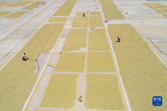 9月16日，村民在貴州省黔東南苗族侗族自治州丹寨縣金泉街道晾曬稻谷（無人機照片）。