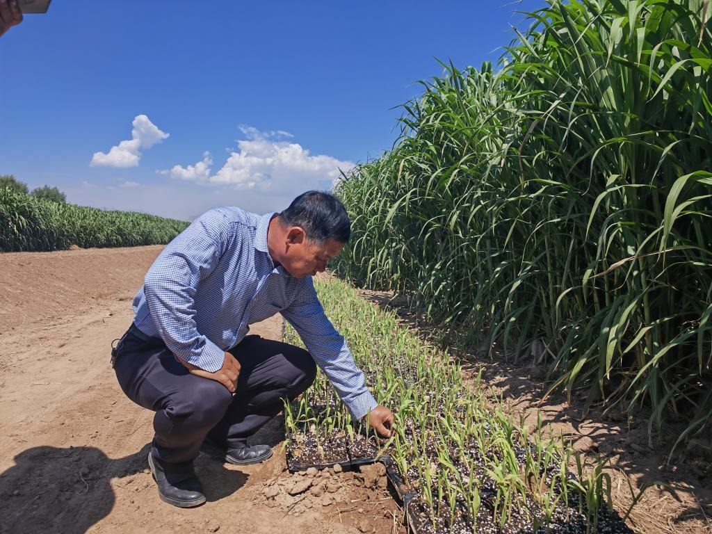 高級農(nóng)藝師周興德向記者介紹巨菌草幼苗（2023年9月1日攝）。新華社記者馬麗娟 攝