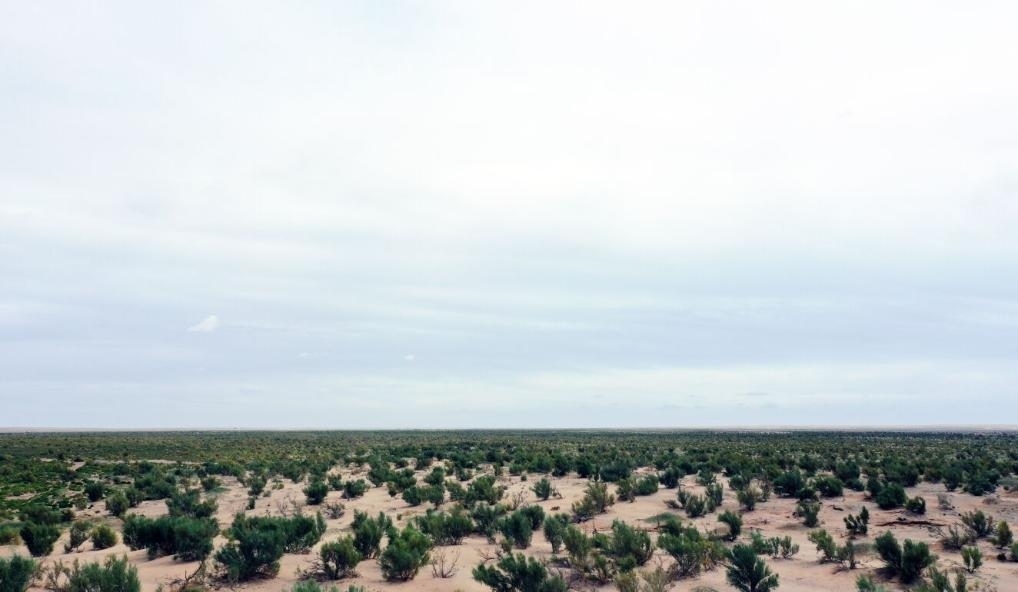 經(jīng)過封禁保護(hù)和人工種植梭梭后恢復(fù)綠色的草場（2023年9月12日攝）。新華社記者李云平 攝