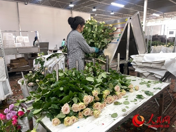 車間工人在整理花束。人民網(wǎng) 周靜圓攝