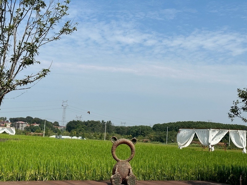 林語未來村打造農(nóng)家畈田園綜合體。人民網(wǎng) 王紹紹攝