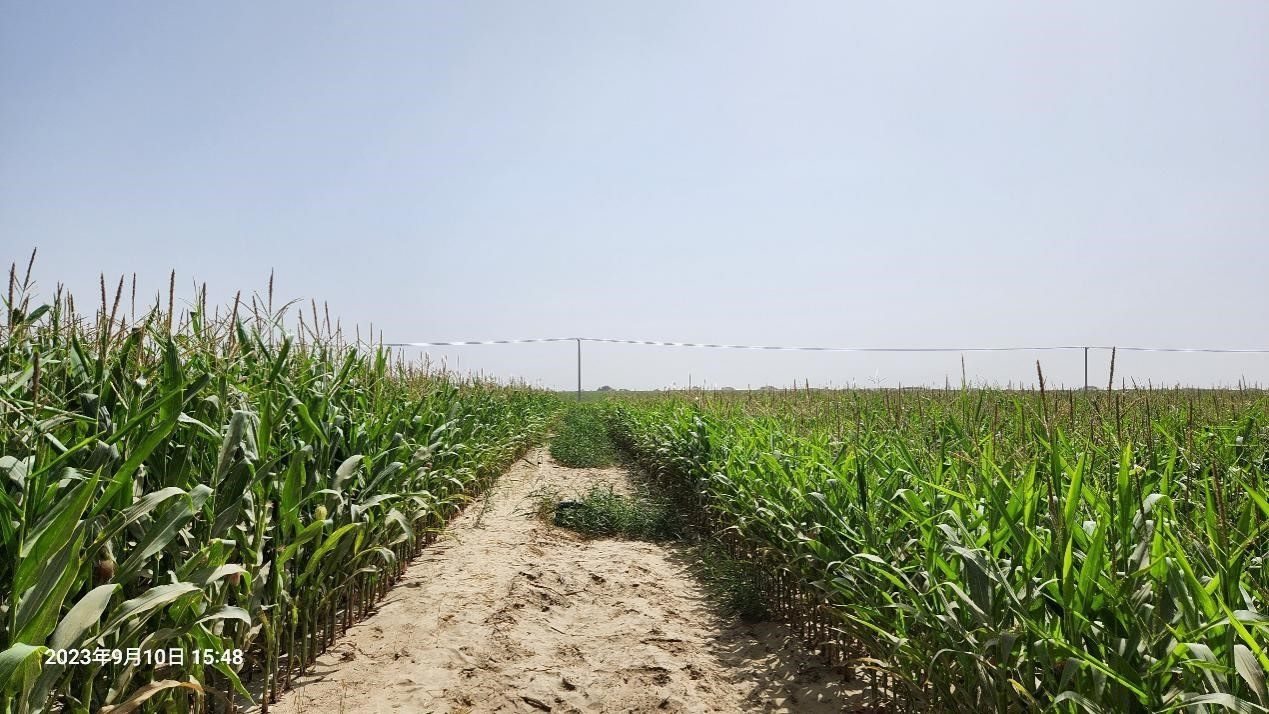 玉米改良40天后對比（左邊為改良組，右邊為對照組）。胡樹文團(tuán)隊(duì)供圖