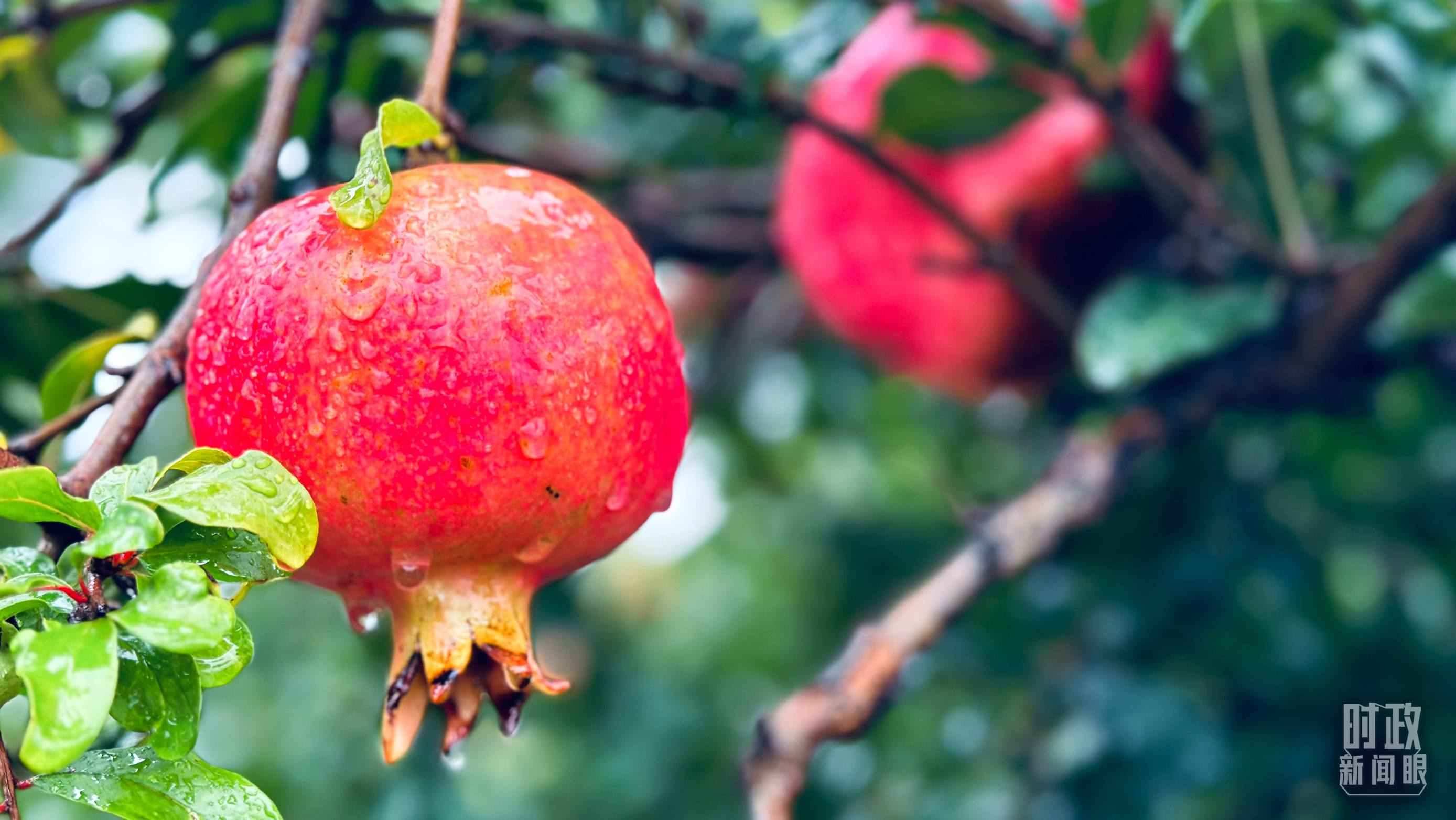 △一場(chǎng)秋雨過后，石榴更顯晶瑩。（總臺(tái)央視記者李輝、范一鳴拍攝）