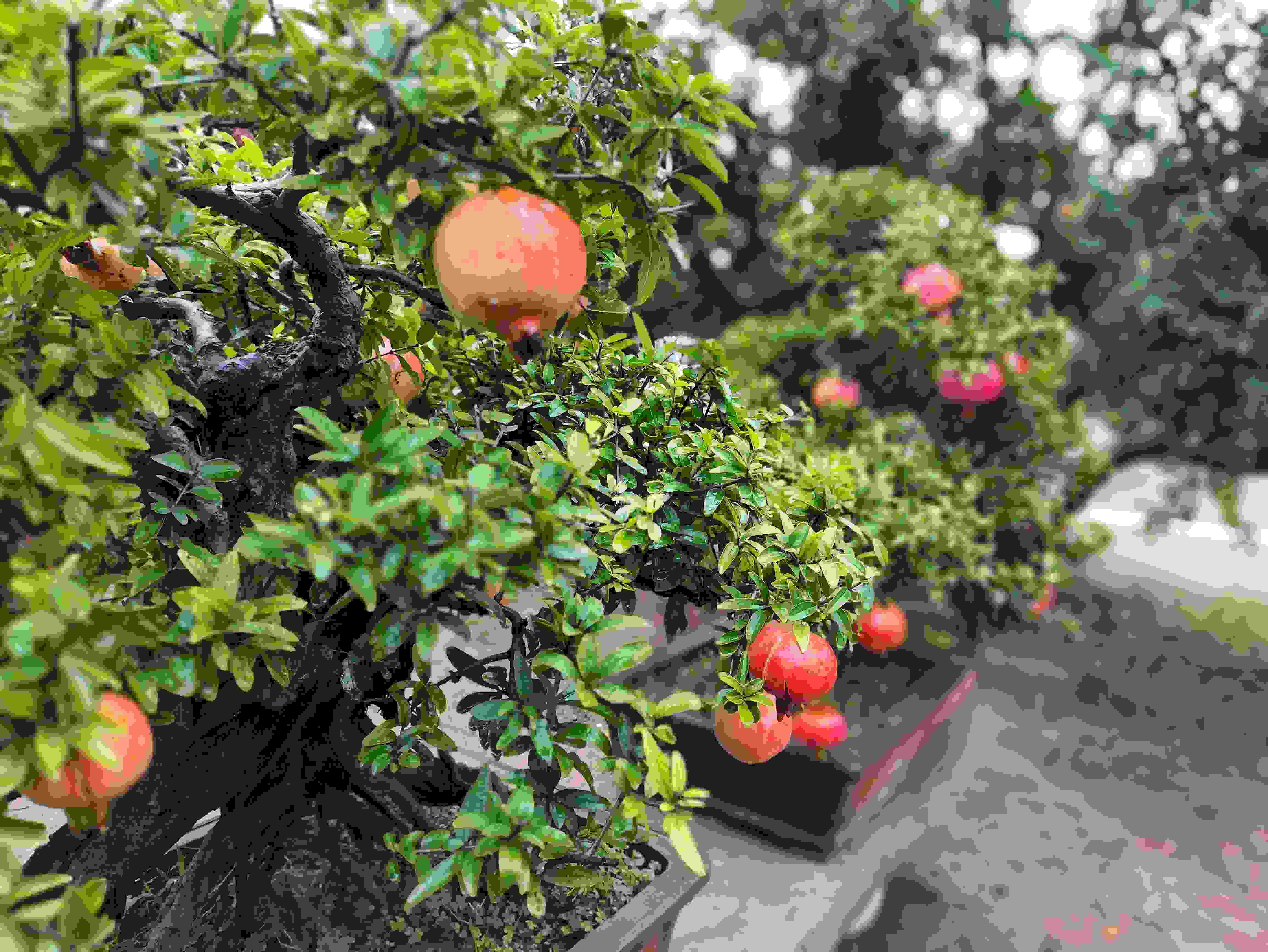 △石榴的發(fā)展帶動(dòng)了當(dāng)?shù)厥衽杈爱a(chǎn)業(yè)。（總臺(tái)央視記者鐘信偉拍攝）