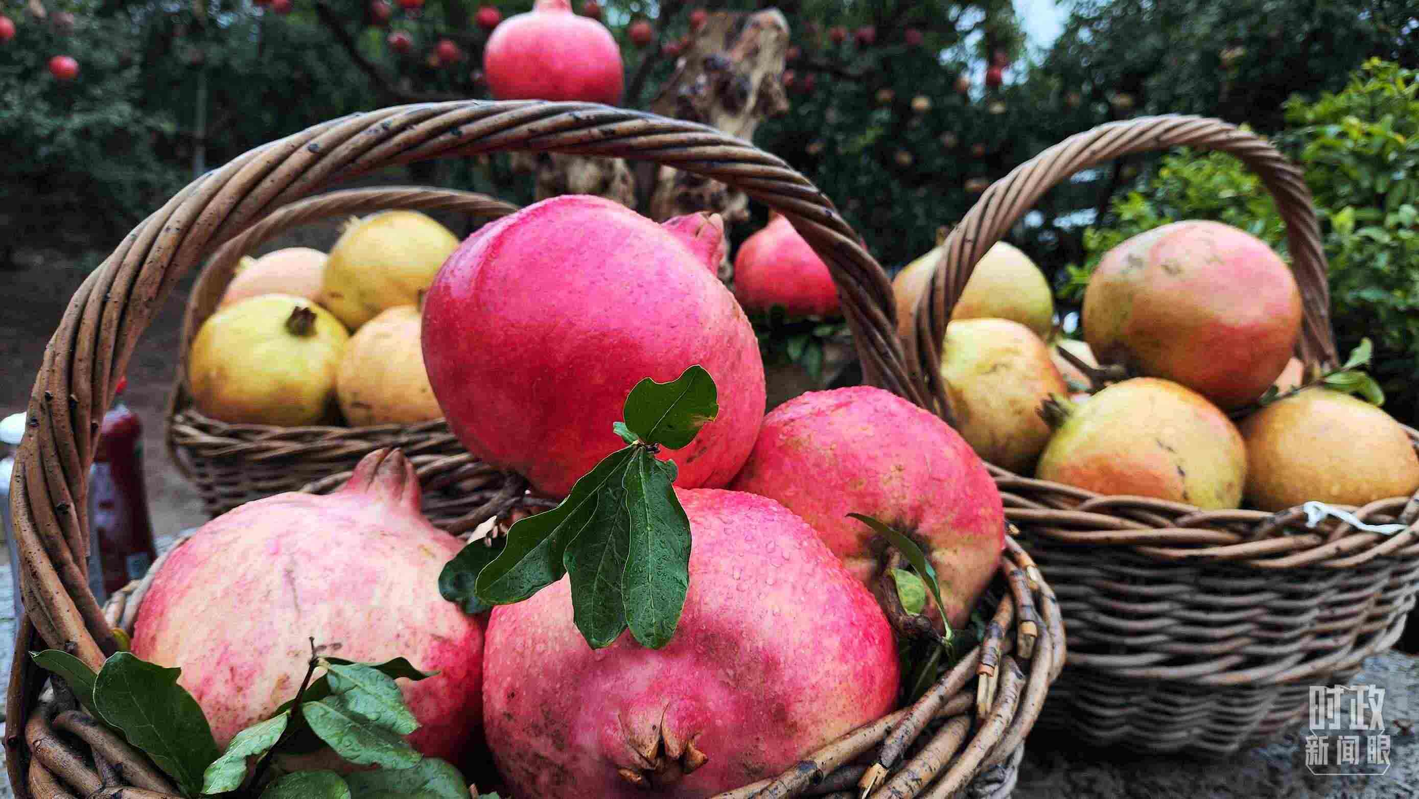 △種植園內(nèi)新鮮采摘的石榴。（總臺(tái)央視記者鐘信偉拍攝）