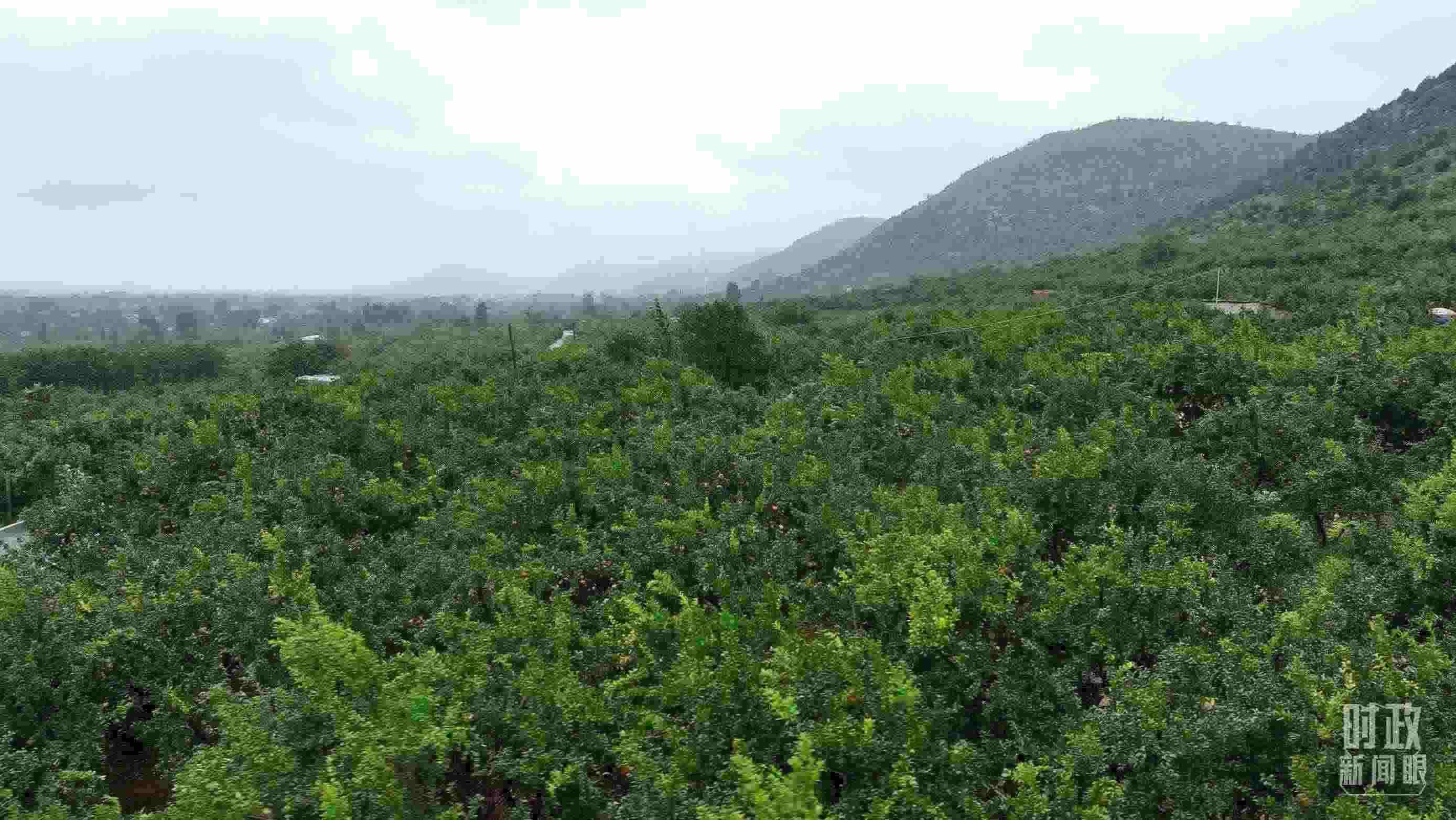 △山東棗莊冠世榴園。（總臺(tái)記者韓森、張鵬拍攝）