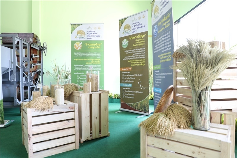 圖為泰國(guó)農(nóng)業(yè)與合作社部培育的優(yōu)質(zhì)稻種。泰國(guó)商務(wù)部供圖