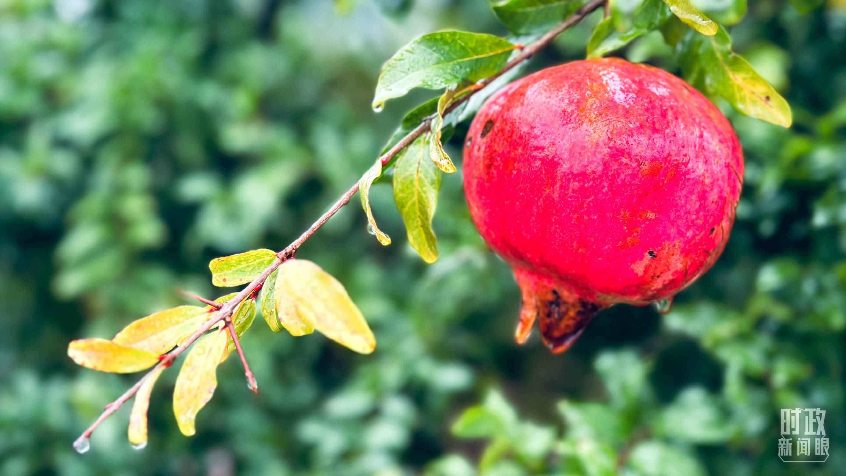 △山東省棗莊市冠世榴園，石榴紅了。（總臺央視記者范一鳴拍攝）