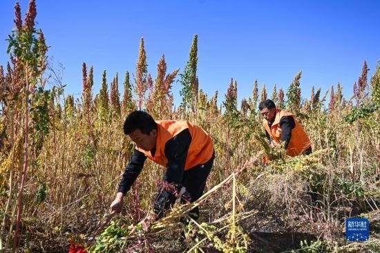 9月28日，農(nóng)民參加內(nèi)蒙古武川縣首屆藜麥開(kāi)鐮節(jié)割藜麥比賽。