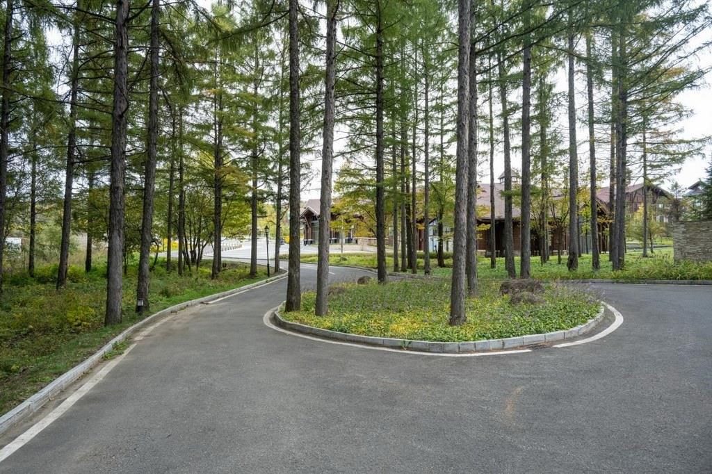 園區(qū)里“路讓樹”成為行為準(zhǔn)則。王哲攝