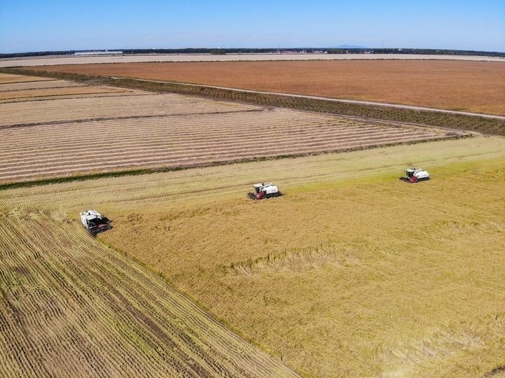 這是在位于黑龍江雙鴨山市友誼縣的北大荒農(nóng)業(yè)股份有限公司友誼分公司一地塊拍攝的水稻收獲現(xiàn)場(chǎng)（2023年9月21日攝，無人機(jī)照片）。新華社記者 王松 攝