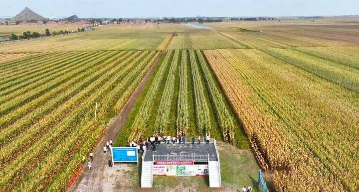 在遼寧省鐵嶺縣蔡牛鎮(zhèn)，外地農(nóng)民到張莊玉米合作社的大田里學(xué)習(xí)玉米選種和栽種技術(shù)（2023年9月26日攝，無人機(jī)照片）。新華社記者 楊青 攝