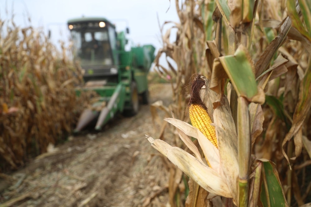 在遼寧省鐵嶺縣蔡牛鎮(zhèn)玉米田里，農(nóng)民駕駛農(nóng)機(jī)收割玉米（2023年9月26日攝）。新華社記者 楊青 攝