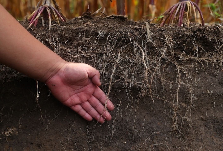 在遼寧省鐵嶺縣蔡牛鎮(zhèn)，張莊玉米合作社的農(nóng)民向外地農(nóng)民介紹黑土地保護(hù)和玉米秸稈還田情況（2023年9月26日攝）。新華社記者 楊青 攝