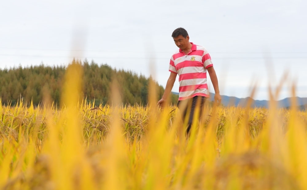 在遼寧省撫順市新賓滿族自治縣新賓鎮(zhèn)的水稻田里，農(nóng)民丁輝查看水稻成熟情況（2023年9月25日攝）。新華社記者 楊青 攝