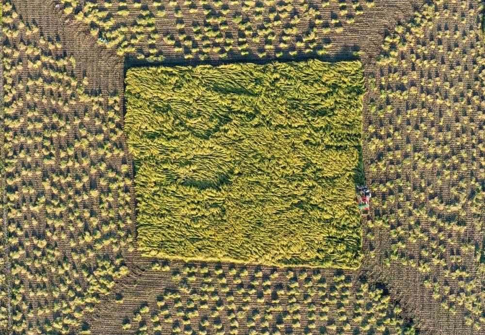 在吉林省舒蘭市平安鎮(zhèn)金星村，農(nóng)民駕駛農(nóng)機(jī)收割水稻（2023年9月21日攝，無人機(jī)照片）。新華社記者 張楠 攝