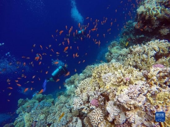  10月2日，人們在埃及西奈半島達(dá)哈布藍(lán)洞內(nèi)的珊瑚旁深潛。新華社記者 隋先凱 攝