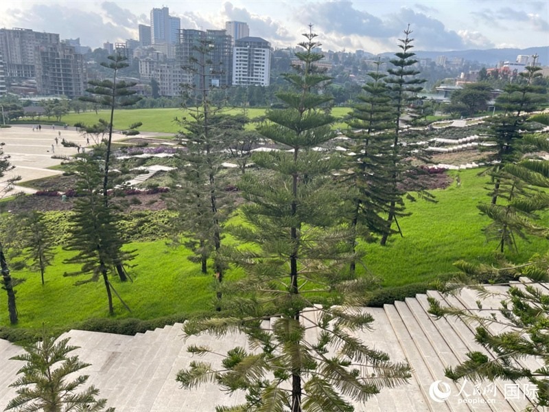 亞的斯亞貝巴友誼廣場(chǎng)的南洋杉。人民網(wǎng)記者 趙艷紅攝