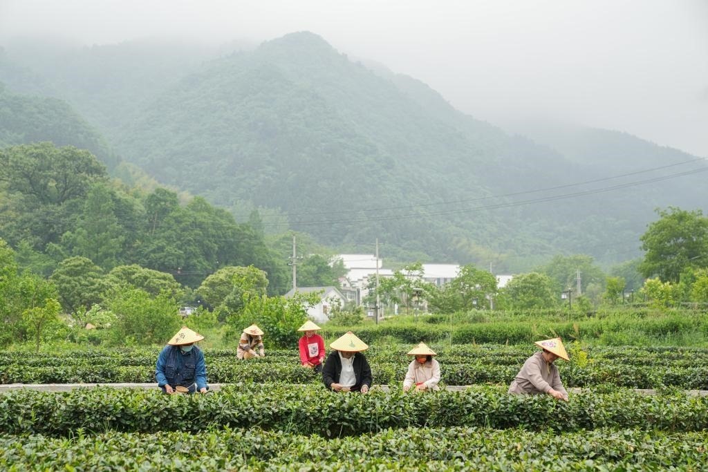 2022年5月11日，村民在大灣村生態(tài)茶園內(nèi)采摘茶葉。新華社記者杜宇攝