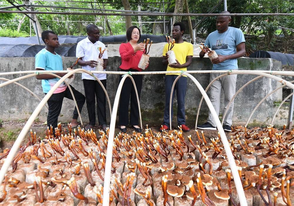 2021年8月12日，福建農(nóng)林大學國家菌草工程技術(shù)研究中心副主任林冬梅（中）為非洲留學生講解菌草鹿角靈芝的栽培情況。新華社記者 林善傳 攝