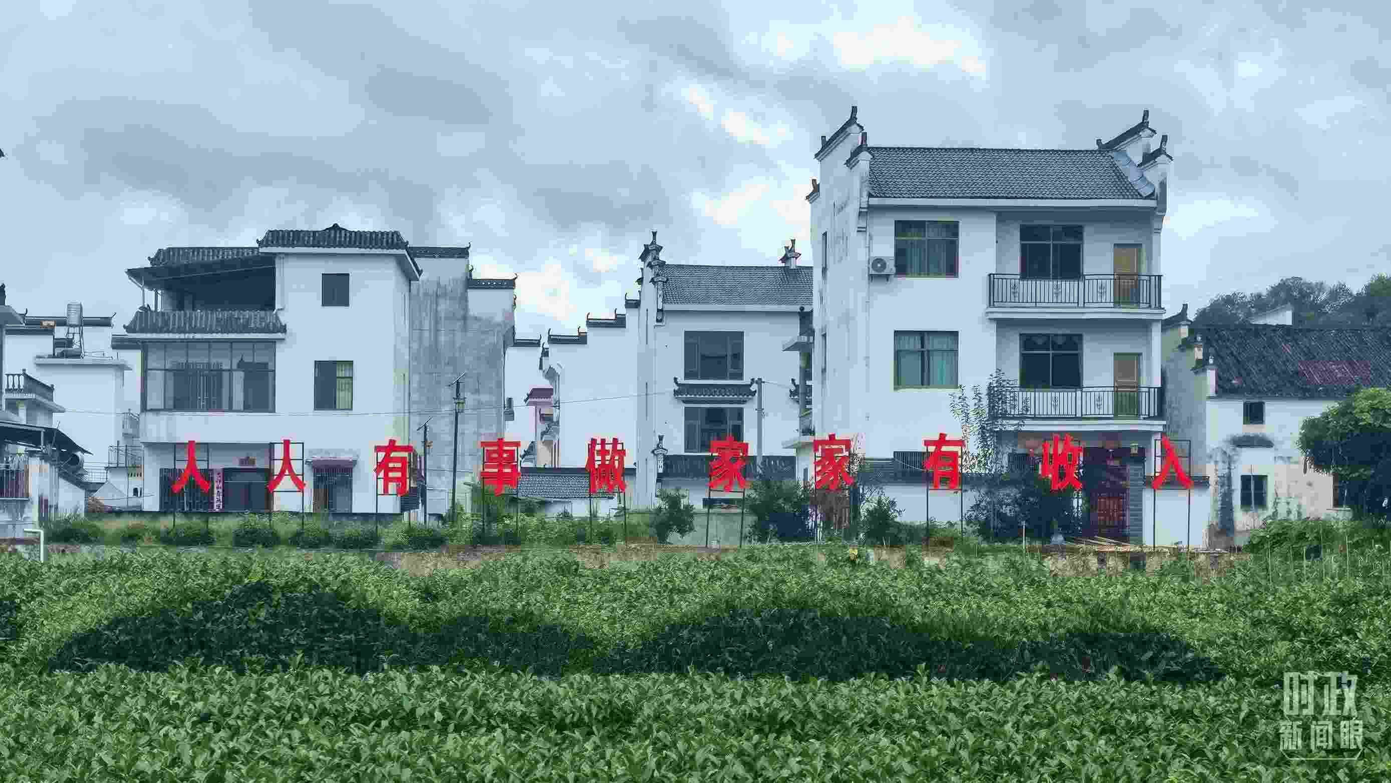 △石門村村民種植的茶葉。（總臺(tái)央視記者賈林拍攝）