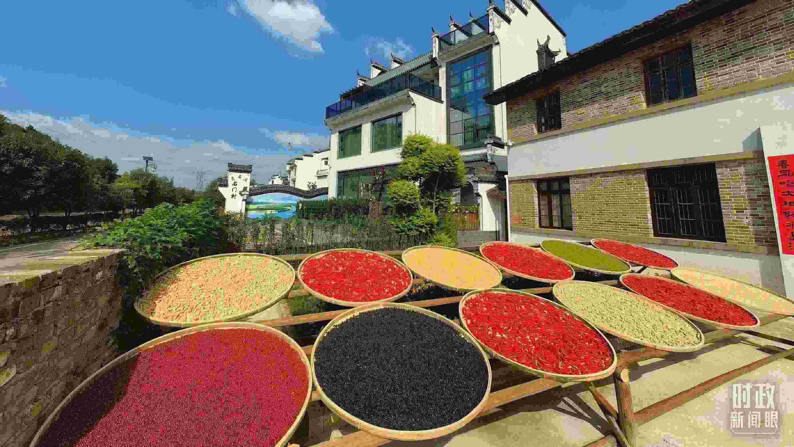 △曬秋農(nóng)俗成為婺源鄉(xiāng)村的一道美麗風(fēng)景。（總臺(tái)央視記者段德文拍攝）