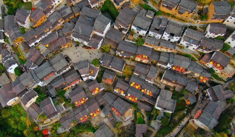 這是婺源縣江灣鎮(zhèn)篁嶺村的曬秋景象（2019年11月7日攝）。