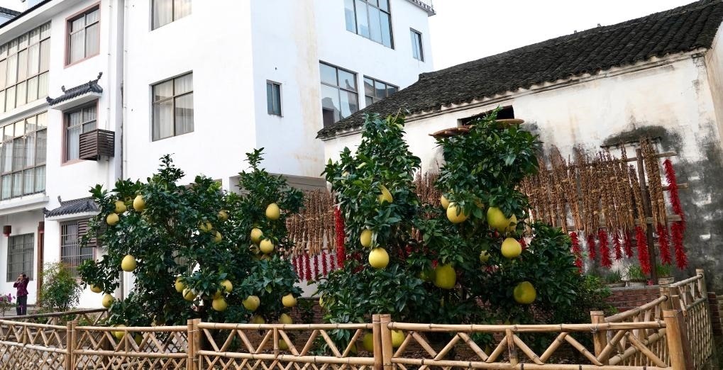 近日在江西省上饒市婺源縣秋口鎮(zhèn)王村石門自然村拍攝的馬家柚。新華社記者 胡晨歡 攝