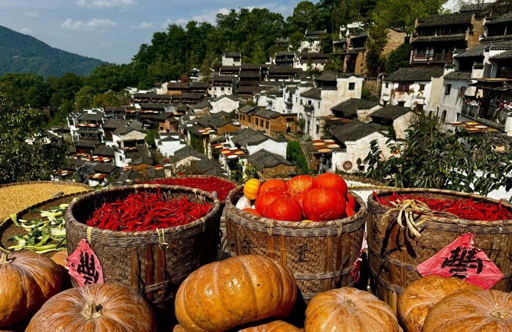 近日拍攝的江西省上饒市婺源縣篁嶺村曬秋畫面。新華社記者 胡晨歡 攝