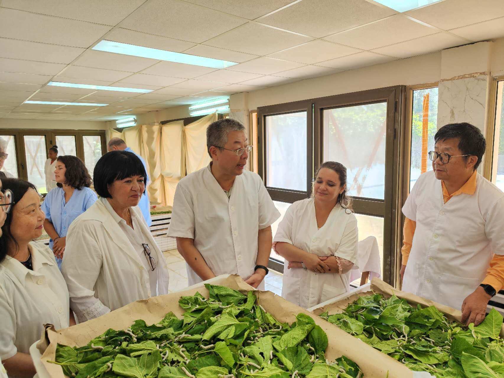 2023年5月23日，中國(guó)駐古巴大使馬輝考察古中蠶?？萍己献髦行?。來(lái)源：中國(guó)駐古巴大使館官網(wǎng)