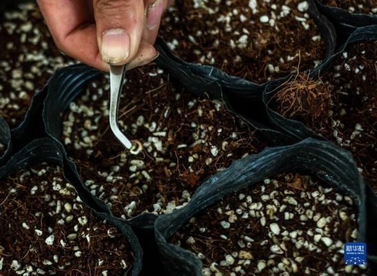 云南錦科花卉工程研究中心里已經(jīng)發(fā)芽的太空種子（4月3日攝）。