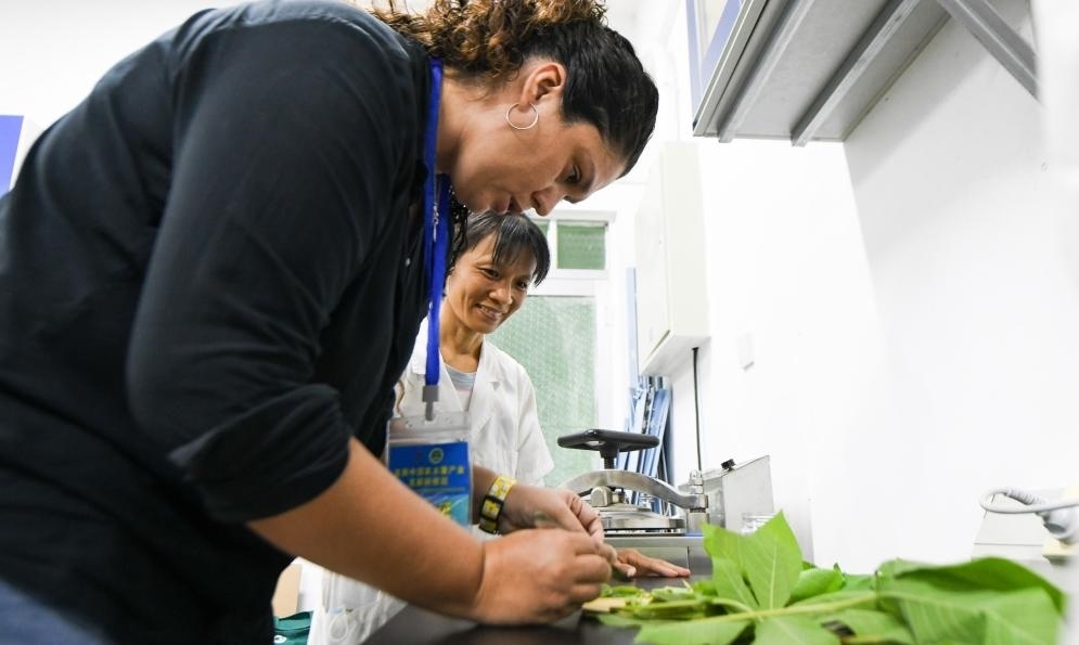 9月17日，來自哥倫比亞的研修班學(xué)員埃文·奧拉亞（左）在中國專家的指導(dǎo)下學(xué)習(xí)實操木薯組培快速繁育技術(shù)。