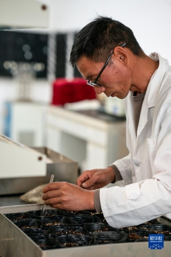 技術(shù)員田連通在實驗室播種太空種子（4月3日攝）。