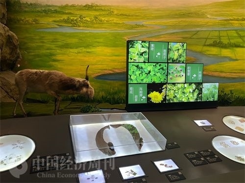  （中醫(yī)藥博物館展出的各類中藥材令人應(yīng)接不暇。中國(guó)經(jīng)濟(jì)周刊記者 郭志強(qiáng) 攝）