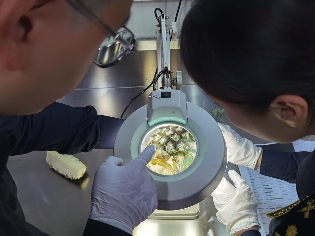 11月3日，上海海關(guān)關(guān)員對(duì)首批入境中國、參展第六屆進(jìn)博會(huì)的貝寧菠蘿進(jìn)行檢驗(yàn)檢疫。新華社記者 吳宇 攝