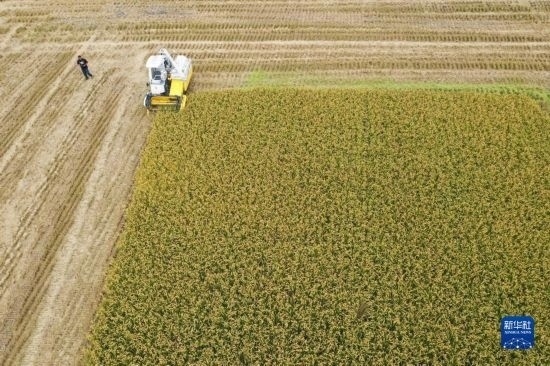 11月4日，在南通市通州區(qū)十總鎮(zhèn)育民村農(nóng)場，一臺設(shè)置好參數(shù)的無人收割機在工作中（無人機照片）。
