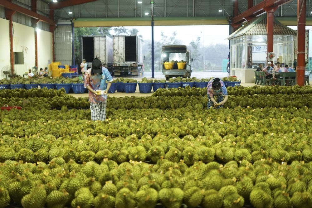 2023年9月15日，在越南多樂省一家榴蓮加工廠，工人在給即將出口到中國的榴蓮包裝貼牌。隨著《區(qū)域全面經(jīng)濟(jì)伙伴關(guān)系協(xié)定》紅利釋放，中國—東盟貿(mào)易規(guī)模進(jìn)一步擴(kuò)大。越來越多東盟國家的優(yōu)質(zhì)水果便捷地進(jìn)入中國市場(chǎng)，走上消費(fèi)者的餐桌。