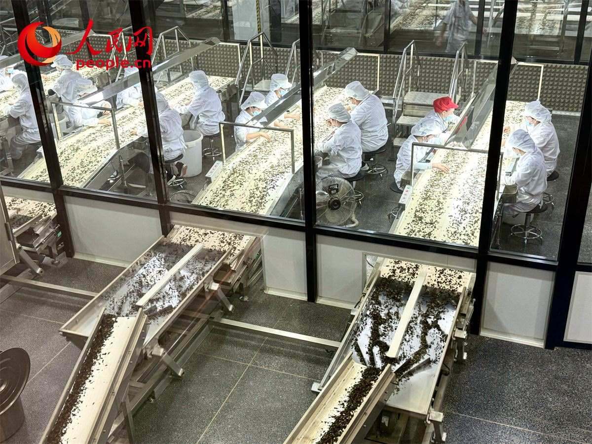 工人在對茶葉進行目視揀剔。人民網(wǎng)記者 劉微攝