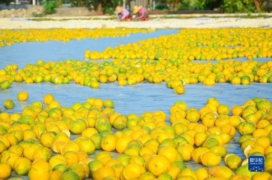 11月25日在廣東省江門市新會(huì)區(qū)拍攝的在空地上晾曬的新會(huì)柑皮。