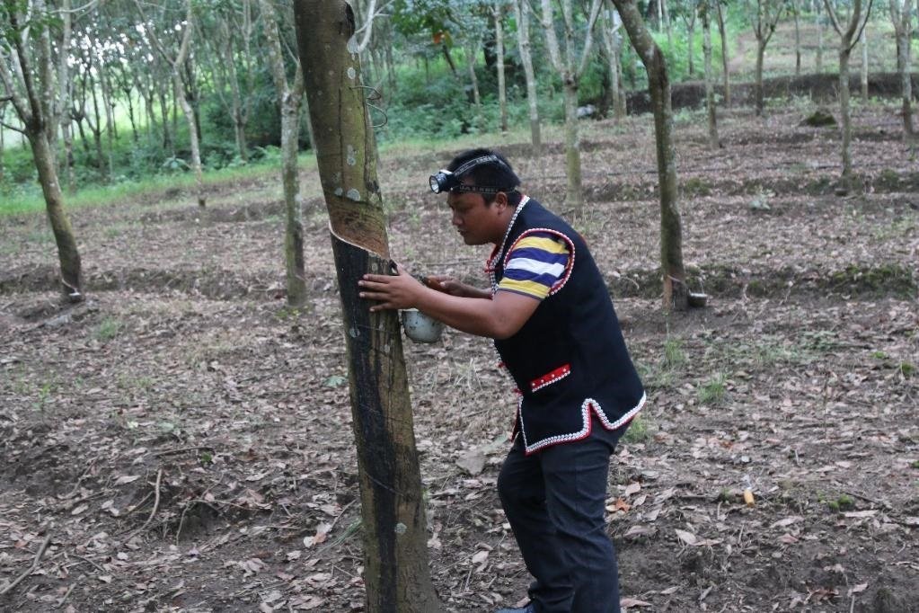 2017年10月，云南省永德縣團樹村佤族膠農(nóng)蔣文富在割膠