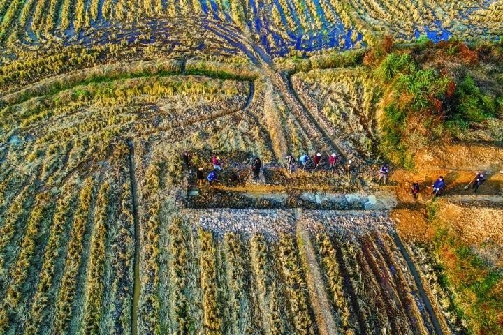 良渚遺址考古發(fā)掘現場。