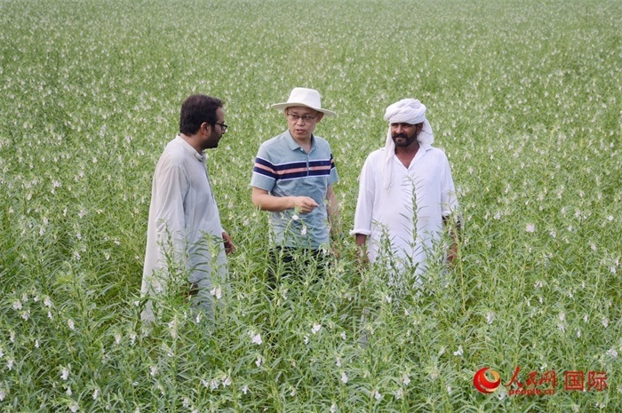中巴經(jīng)濟(jì)走廊農(nóng)業(yè)合作中心負(fù)責(zé)人席建龍（中）與巴基斯坦當(dāng)?shù)剞r(nóng)戶(hù)在芝麻種植園交流作物生長(zhǎng)情況。人民網(wǎng)記者薩義德·邁赫迪攝